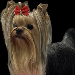 CC - Yorkshire Terrier