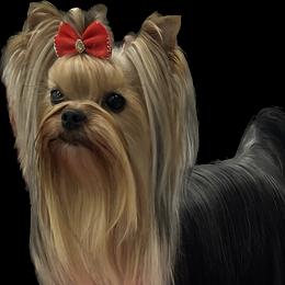 CC - Yorkshire Terrier
