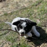 Sporty Mix Puppies from Ebonheart Kennel