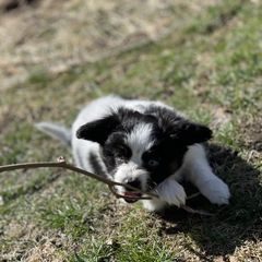 Sporty Mix Puppies from Ebonheart Kennel