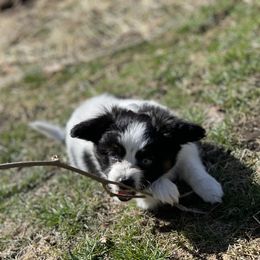 Sporty Mix Puppies from Ebonheart Kennel