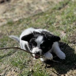 Sporty Mix Puppies from Ebonheart Kennel