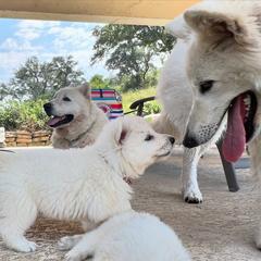 Berger Blanc Suisse and German Shepherd Puppies from Scenic Creek German Shepherds and White Swiss Shepherds