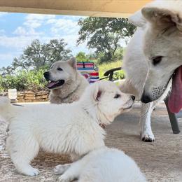 Berger Blanc Suisse and German Shepherd Puppies from Scenic Creek German Shepherds and White Swiss Shepherds