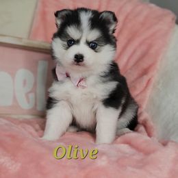 Bluebird's Olive - Black and white female Pomsky puppy in Princeton, Minnesota from Bluebird House of Pomsky