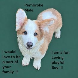 Pembroke Welsh Corgi Puppies from Bestfurends