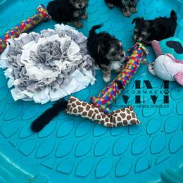 Double Doodle and Morkie Puppies from McCormack Morkies + Merle Doodles