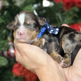 Ziggy - blue collar male - Tri-color male Bernedoodle puppy in Yuciapa, California from AlltheDoodlez_