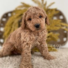 Goldendoodle Puppies from Carlie and Co. Goldendoodles