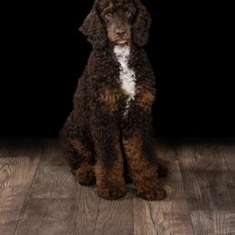Carmelo - Poodle