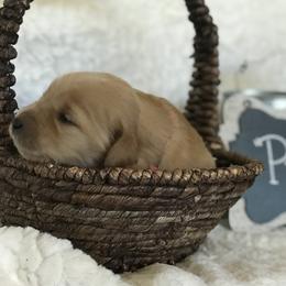 Cavapoos, Goldendoodles, and Poodles from Canyon Creek Puppies