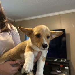 Boy 3 - Red male Pembroke Welsh Corgi puppy in Douglas, Georgia from Delgado’s Corgi’s