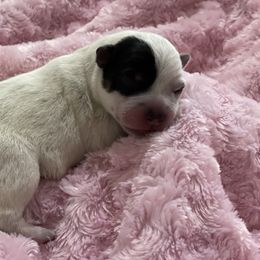 Australian Cattle Dog Puppies from Tin Roof Australian Cattle Dogs