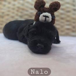 Nalo - male Cavapoochon puppy in Bullard, Texas from Cavapoochon Central LLC