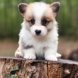 Toast - Red male Pembroke Welsh Corgi puppy in Cameron, North Carolina from Butts Family Corgis