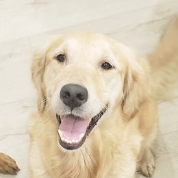Ruby - Golden Retriever
