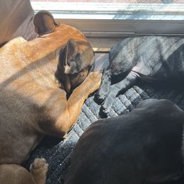 French Bulldogs from Frenchie Tempest
