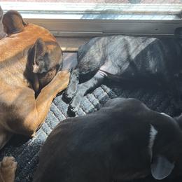 French Bulldogs from Frenchie Tempest