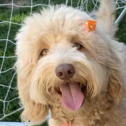 Latte - Australian Labradoodle