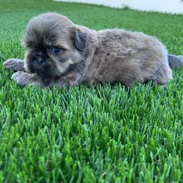 Misty - Lilac female Shih Tzu puppy in Porterville, California from Moore Shih Tzus