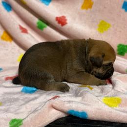 Grey Collar N - Fawn female Cane Corso puppy in Paris, Texas from Knucklehead Cane Corso