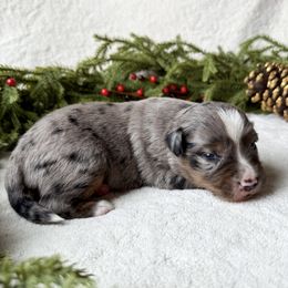 Cypress - Blue merle male Miniature American Shepherd puppy in Idaho Falls, Idaho from Sugartop Minis