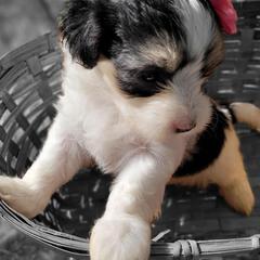 Mal-Shis from Furever Paw-some Home