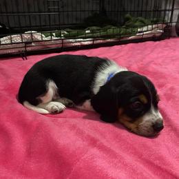 Boy 1 Blue - Black and white male Beagle puppy in Crestview, Florida from Alicia's Beagles