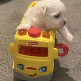 Maltese Puppies from B & O Maltese