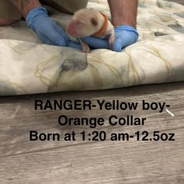 Labrador Retriever Puppies from Kansas Happy Tails