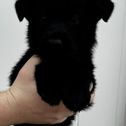 Orange boy - Black German Shepherd puppy in Fredericksburg, Virginia from Trinity German Shepherd Dogs