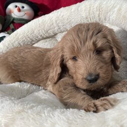 Goldendoodles from So Cal Goldendoodles