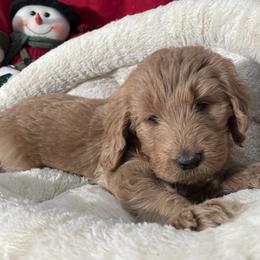 Goldendoodles from So Cal Goldendoodles