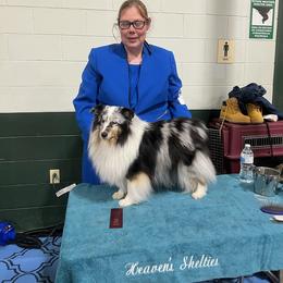Belle - Shetland Sheepdog