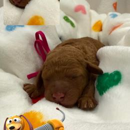 Slinky - Red  female Goldendoodle puppy in Moreno Valley, California from Rainbow SoCal Doodles