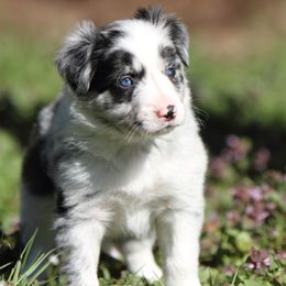 Border Collies from Cowgirl Faith Border Collies
