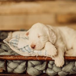 Goldendoodle Puppies from Lady Doodle Farm