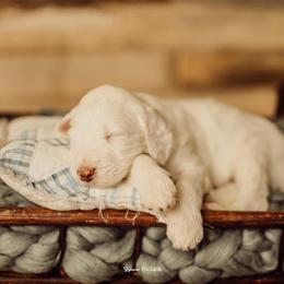 Goldendoodle Puppies from Lady Doodle Farm