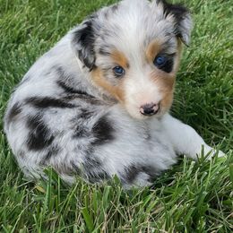 Mamba - Blue merle male Australian Shepherd puppy in York, South Carolina from Walnut Ridge Farms Aussies