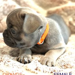 French Bulldog Puppies from Copa Frenchies