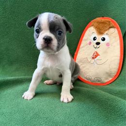 Georgie - Blue male Boston Terrier puppy in Lake City, Florida from RuckerRun Boston Terriers