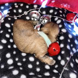 Shih Tzu Puppies from D’s Shih Tzu