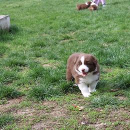 Australian Shepherd Puppies from Starlit Grove Australian Shepherds