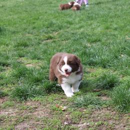 Australian Shepherd Puppies from Starlit Grove Australian Shepherds