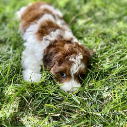 Cavapoo and Havapoo Puppies from Meadowlark Doodles