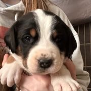 Piper - Greater Swiss Mountain Dog puppy in Lower Burrell, Pennsylvania from Polyanna’s GSMD