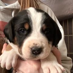 Piper - Greater Swiss Mountain Dog puppy in Lower Burrell, Pennsylvania from Polyanna’s GSMD