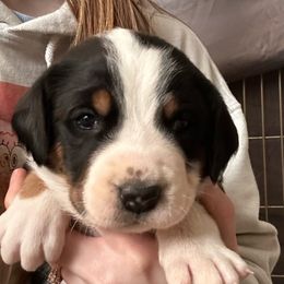 Piper - Greater Swiss Mountain Dog puppy in Lower Burrell, Pennsylvania from Polyanna’s GSMD