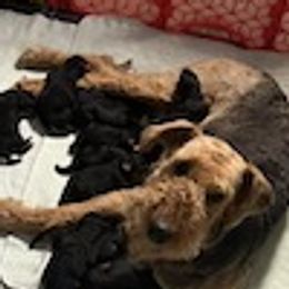 Airedale Terrier puppies from Beitzel Babies