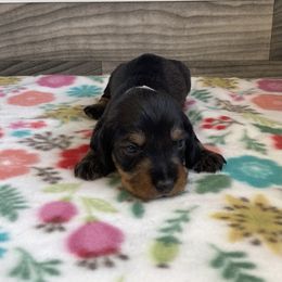 Girl 2 - Wild boar Dachshund puppy in New Caney, Texas from Liberty Dachs